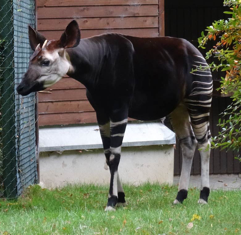 Okapi-Vater DETO am 21. Oktober 2016 auf der Okapi-Außenanlage im Zoo Wuppertal