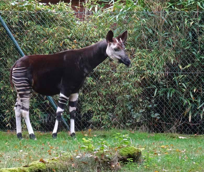 Okapi-Vater DETO am 21. Oktober 2016 auf der Okapi-Außenanlage im Grünen Zoo Wuppertal