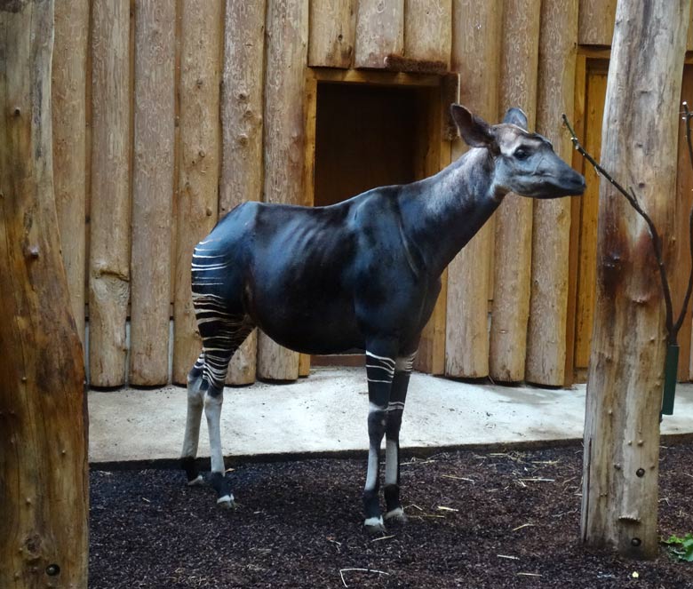 Okapi-Mutter LOMELA am 21. Oktober 2016 im Okapi-Haus im Zoologischen Garten der Stadt Wuppertal