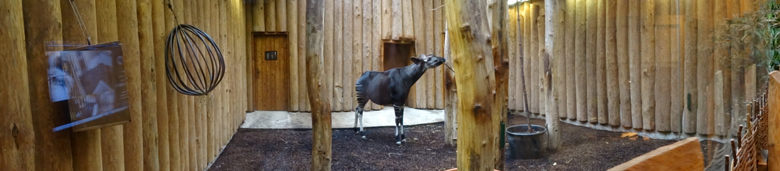 Okapi-Mutter LOMELA am 21. Oktober 2016 im Okapi-Haus im Grünen Zoo Wuppertal