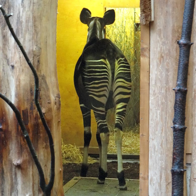 Okapi-Mutter LOMELA am 21. Oktober 2016 im Innenstall im Okapi-Haus im Wuppertaler Zoo