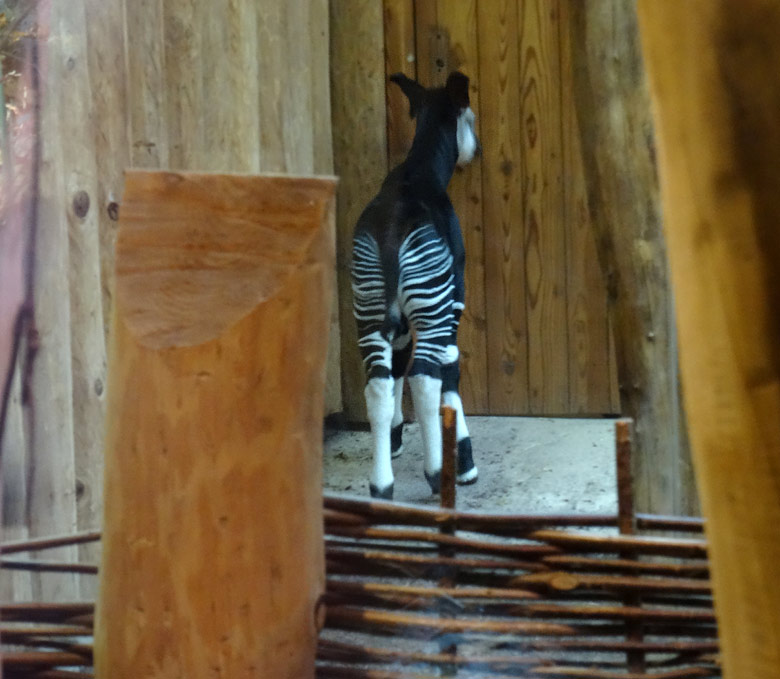 Okapi-Jungtier ELANI am 30. Oktober 2016 im Okapi-Haus im Grünen Zoo Wuppertal