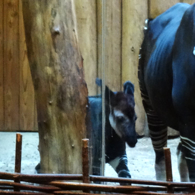 Okapi-Jungtier ELANI am 30. Oktober 2016 im Okapi-Haus im Grünen Zoo Wuppertal