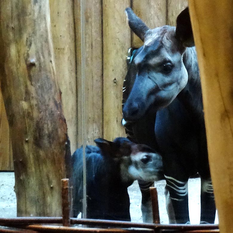 Okapi-Jungtier ELANI mit Okapi-Mutter LOMELA am 30. Oktober 2016 im Okapi-Haus im Zoo Wuppertal