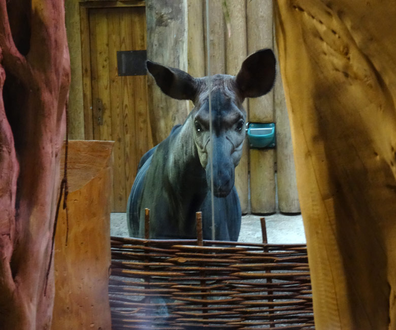 Okapi-Weibchen LOMELA am 30. Oktober 2016 im Okapi-Haus im Wuppertaler Zoo