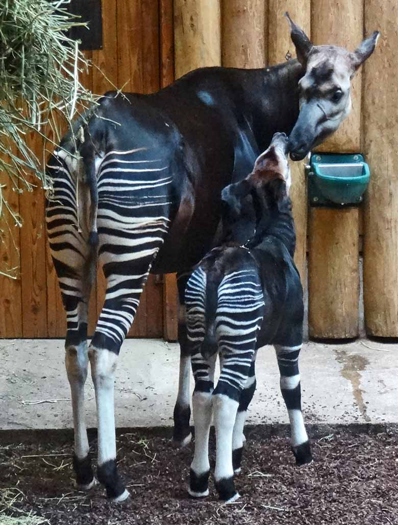 Okapi-Jungtier ELANI mit Okapi-Mutter LOMELA am 13. November 2016 im Okapihaus im Grünen Zoo Wuppertal
