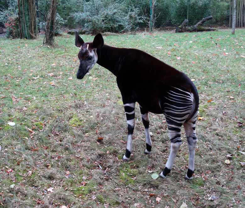 Okapi-Männchen DETO am 20. November 2016 auf der Außenanlage im Grünen Zoo Wuppertal
