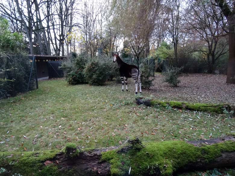 Okapi-Weibchen LOMELA am 21. November 2016 auf der Außenanlage im Grünen Zoo Wuppertal