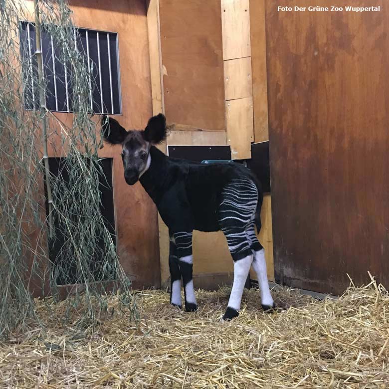 Okapi-Jungtier ELANI im Oktober 2016 im Grünen Zoo Wuppertal (Foto Der Grüne Zoo Wuppertal)