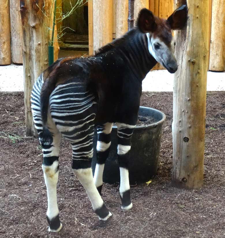Okapi-Jungtier ELANI am 5. Januar 2017 im Okapihaus im Grünen Zoo Wuppertal