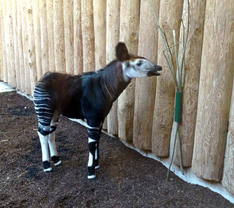 Okapi-Jungtier ELANI am 5. Januar 2017 im Okapihaus im Wuppertaler Zoo