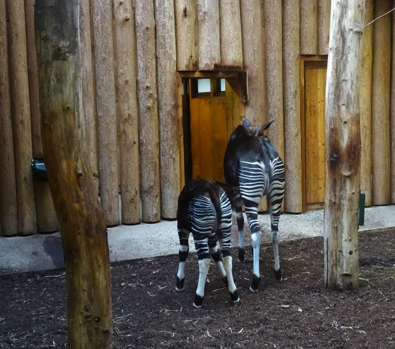 Okapi-Jungtier ELANI mit Okapi-Mutter LOMELA am 2. Februar 2017 im Okapi-Haus im Wuppertaler Zoo