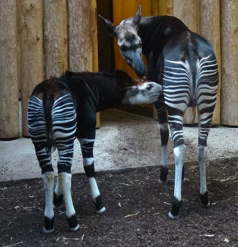 Okapi-Jungtier ELANI saugt bei der Okapi-Mutter LOMELA am 2. Februar 2017 im Okapi-Haus im Zoologischen Garten der Stadt Wuppertal