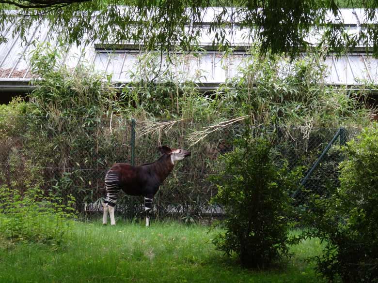 Okapi-Jungtier ELANI am 28. Mai 2017 auf der Außenanlage im Grünen Zoo Wuppertal