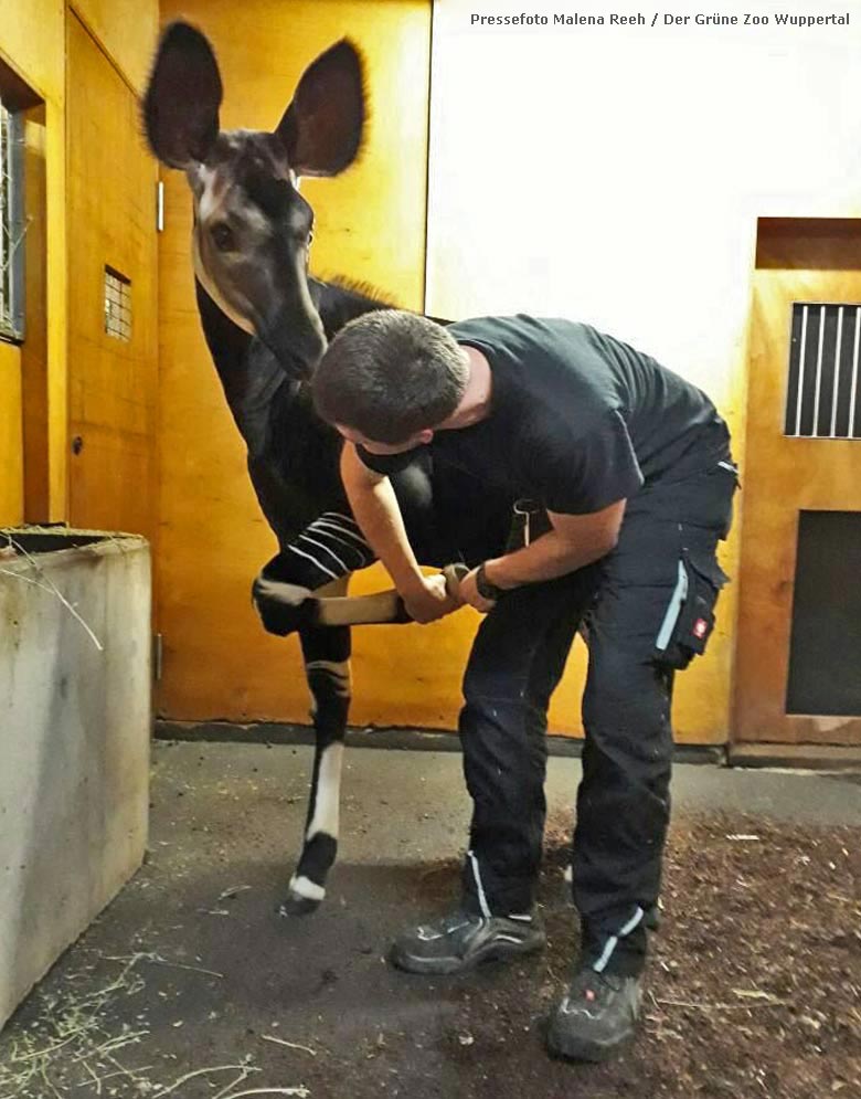 Okapi-Jungtier ELANI im Wuppertaler Zoo (Pressefoto Malena Reeh - Der Grüne Zoo Wuppertal)