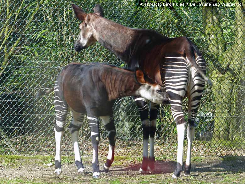 Okapi-Jungtier ELANI mit Okapi-Mutter LOMELA im Zoo Wuppertal (Pressefoto Birgit Klee - Der Grüne Zoo Wuppertal)