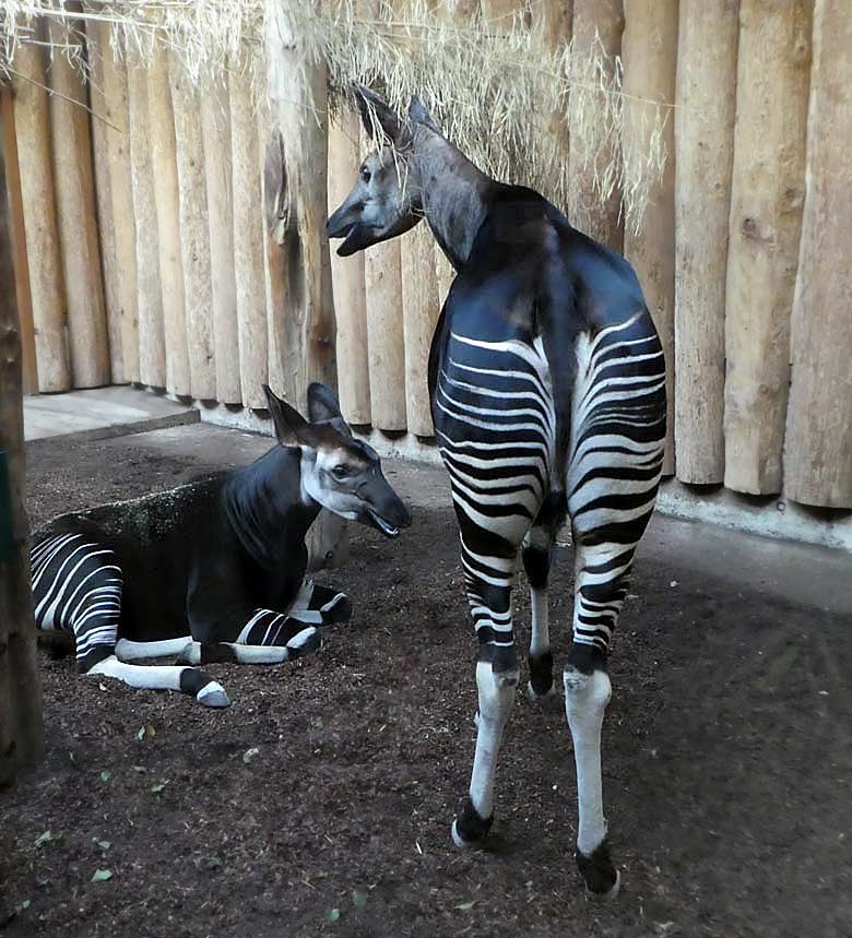 Liegendes Okapi-Jungtier ELANI mit stehender Okapi-Mutter LOMELA am 29. Dezember 2017 im Okapihaus im Wuppertaler Zoo