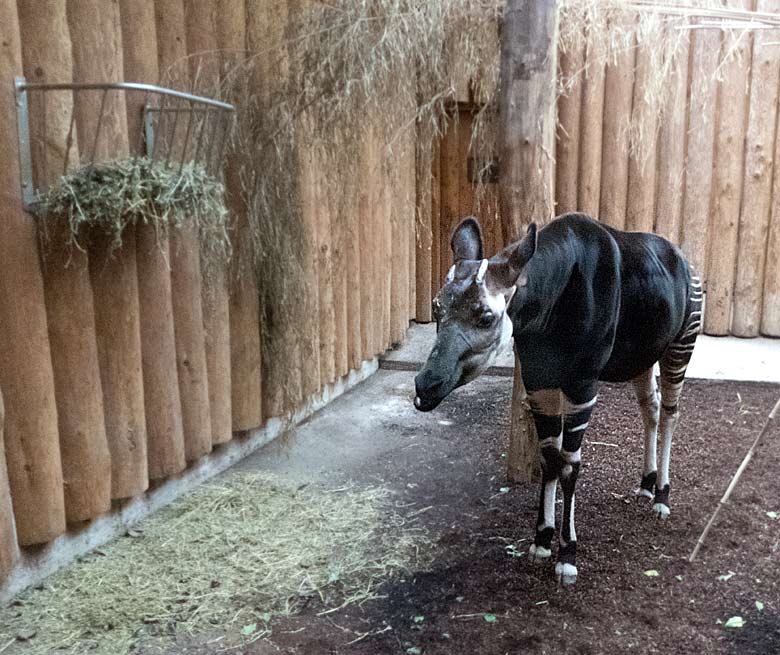 Okapi-Männchen DETO am 2. Januar 2018 im Okapihaus im Zoologischen Garten der Stadt Wuppertal