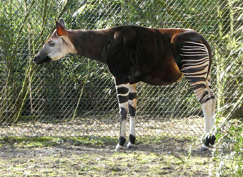 Okapi-Bulle DETO am 6. April 2018 auf der Außenanlage im Grünen Zoo Wuppertal