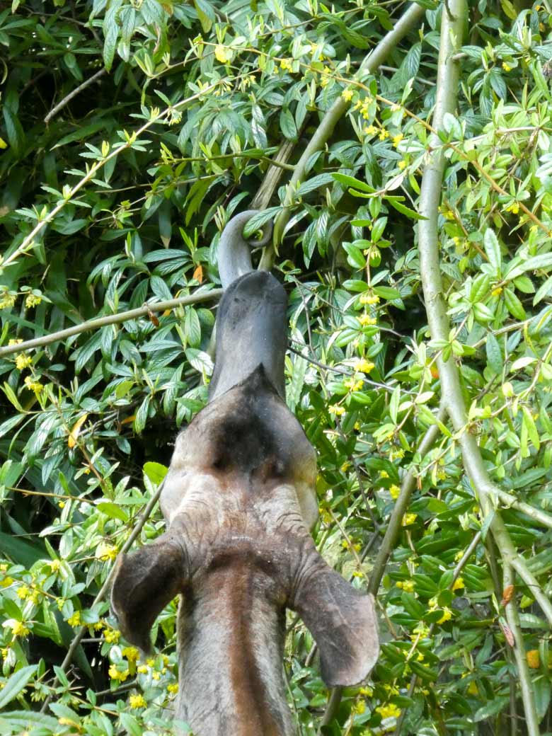 Okapi Weibchen LOMELA zeigte seine Zungenfertigkeit am 22. April 2018 auf der Außenanlage im Wuppertaler Zoo