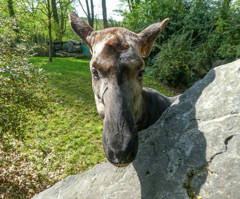 Okapi Weibchen LOMELA am 22. April 2018 auf der Außenanlage im Zoologischen Garten Wuppertal