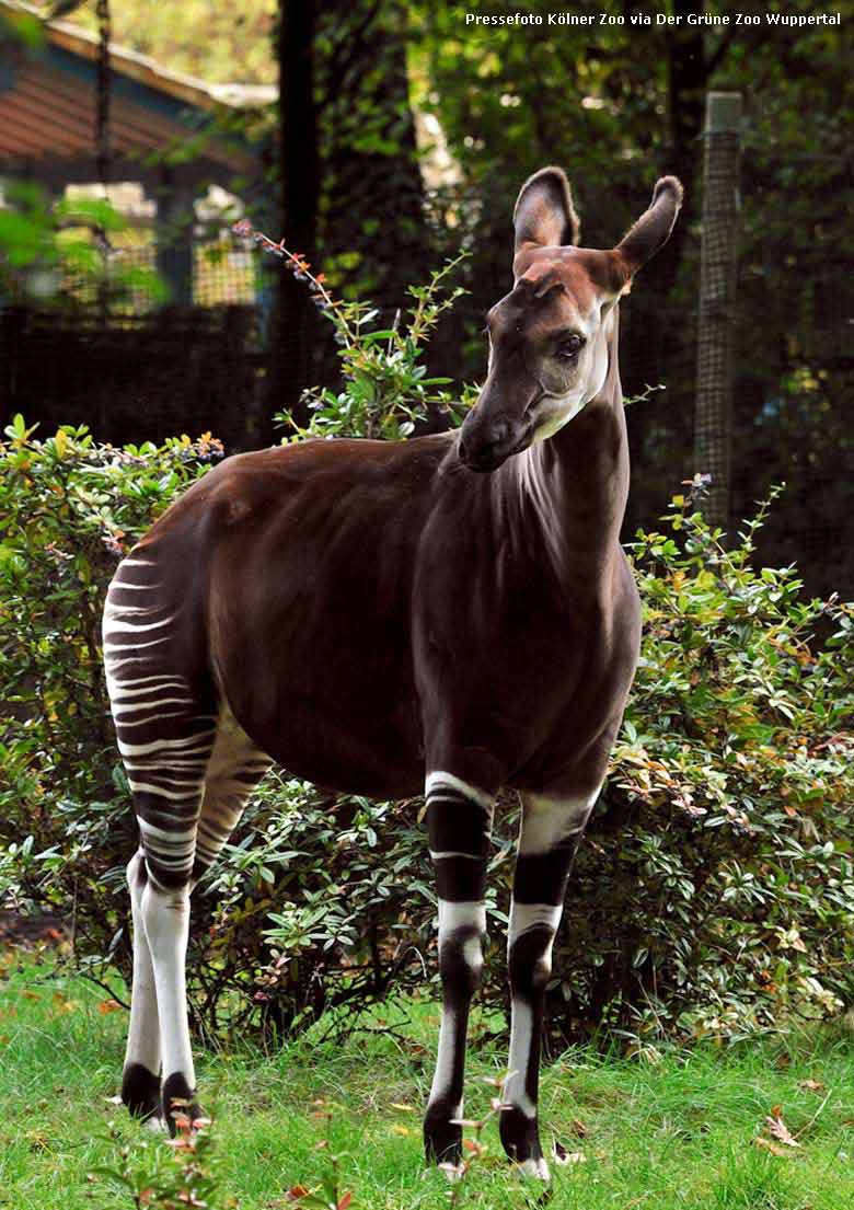 Okapi-Weibchen HAKIMA am 21. Oktober 2015 im Zoologischen Garten Köln (Pressefoto Kölner Zoo via Der Grüne Zoo Wuppertal)