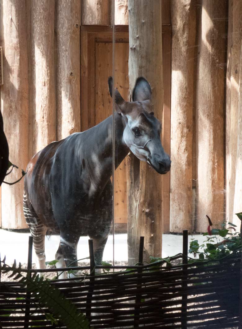 Okapi-Weibchen HAKIMA am 20. Juli 2018 im Okapihaus im Grünen Zoo Wuppertal