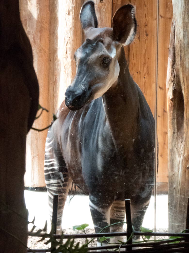 Okapi-Weibchen HAKIMA am 20. Juli 2018 im Okapihaus im Zoologischen Garten Wuppertal