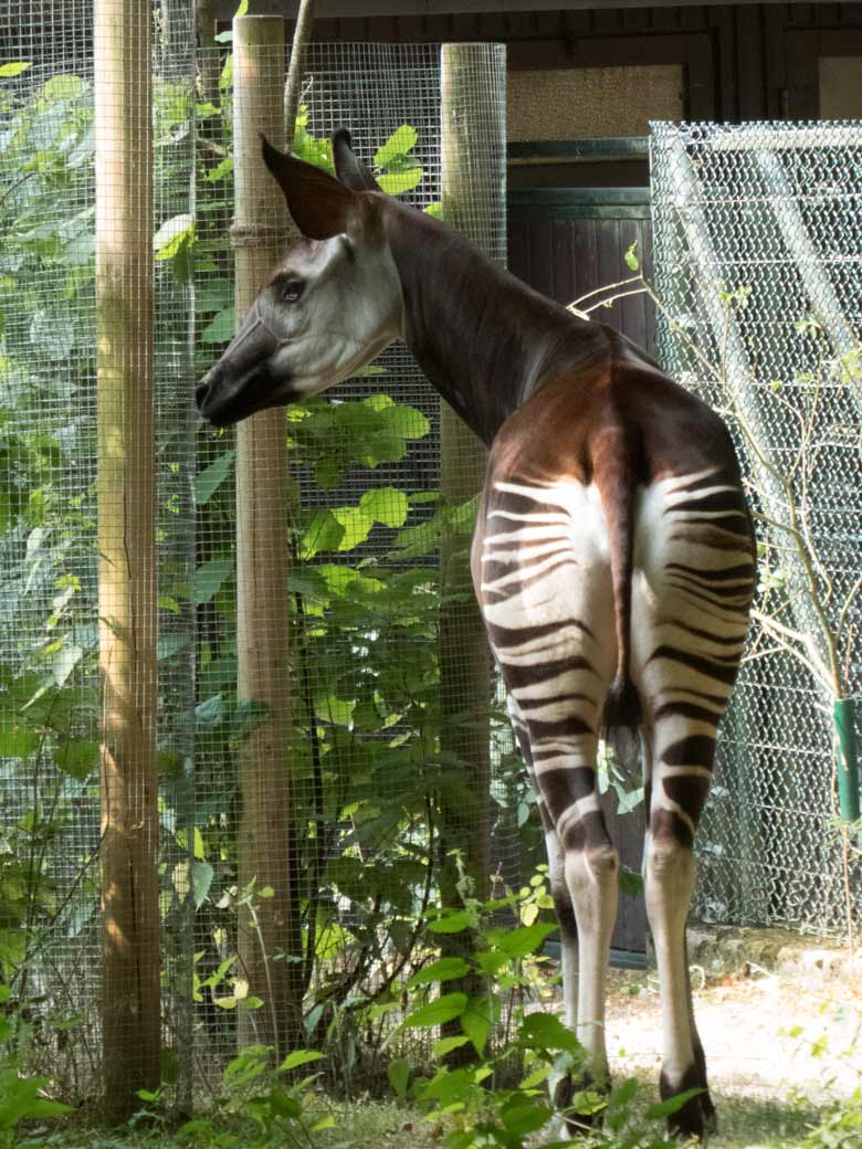Okapi-Weibchen HAKIMA am 25. Juli 2018 auf der Außenanlage im Zoologischen Garten Wuppertal