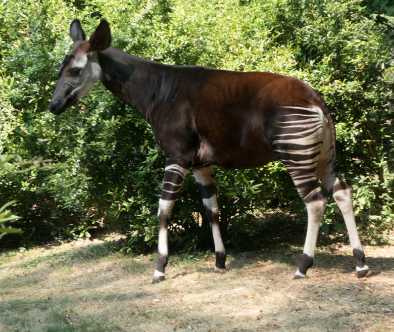 Okapi-Weibchen HAKIMA am 25. Juli 2018 auf der Außenanlage im Grünen Zoo Wuppertal