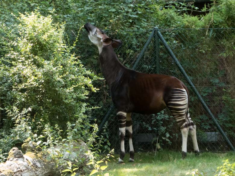Okapi-Weibchen HAKIMA am 25. Juli 2018 auf der Außenanlage im Wuppertaler Zoo