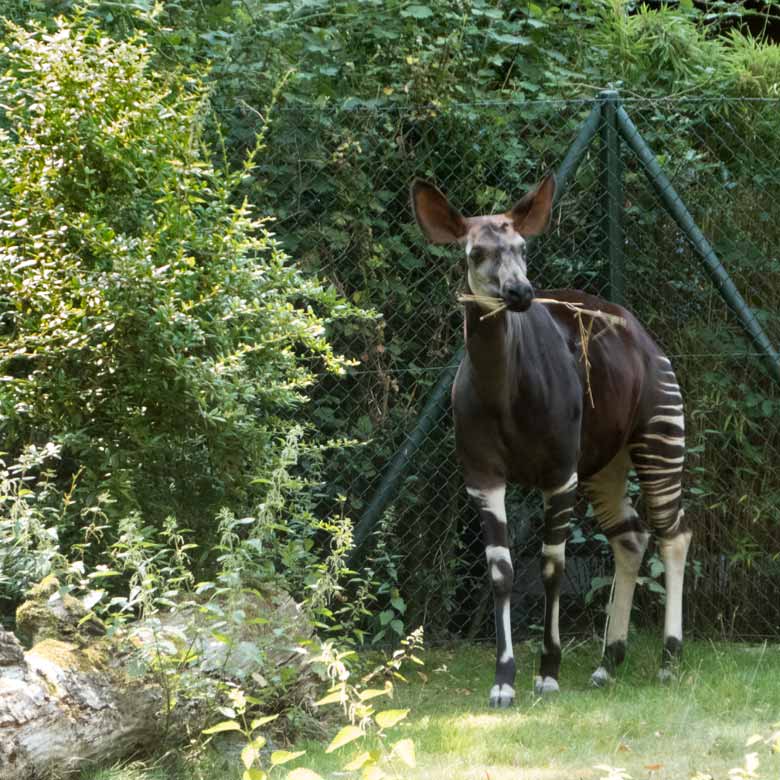 Okapi-Weibchen HAKIMA am 25. Juli 2018 auf der Außenanlage im Zoo Wuppertal