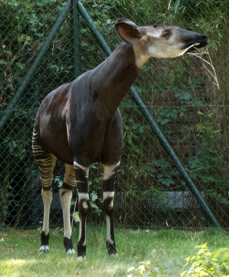 Okapi-Weibchen HAKIMA am 25. Juli 2018 auf der Außenanlage im Zoologischen Garten der Stadt Wuppertal