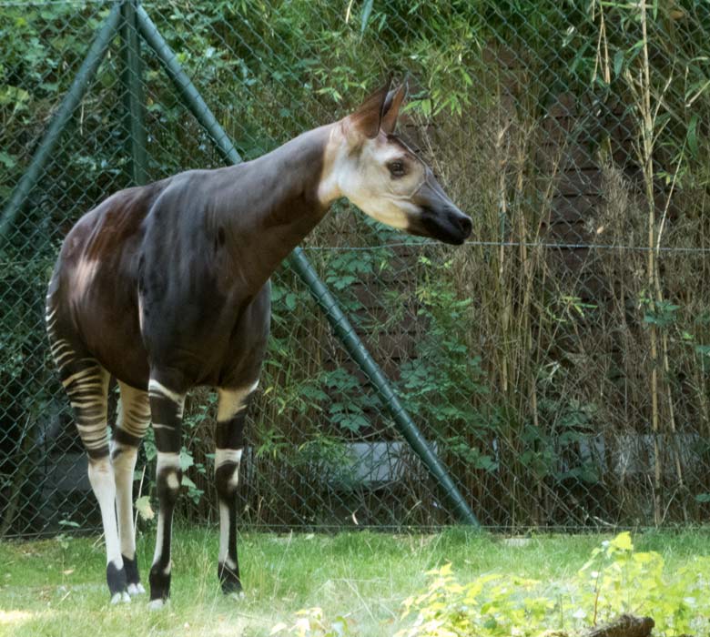 Okapi-Weibchen HAKIMA am 25. Juli 2018 auf der Außenanlage im Grünen Zoo Wuppertal