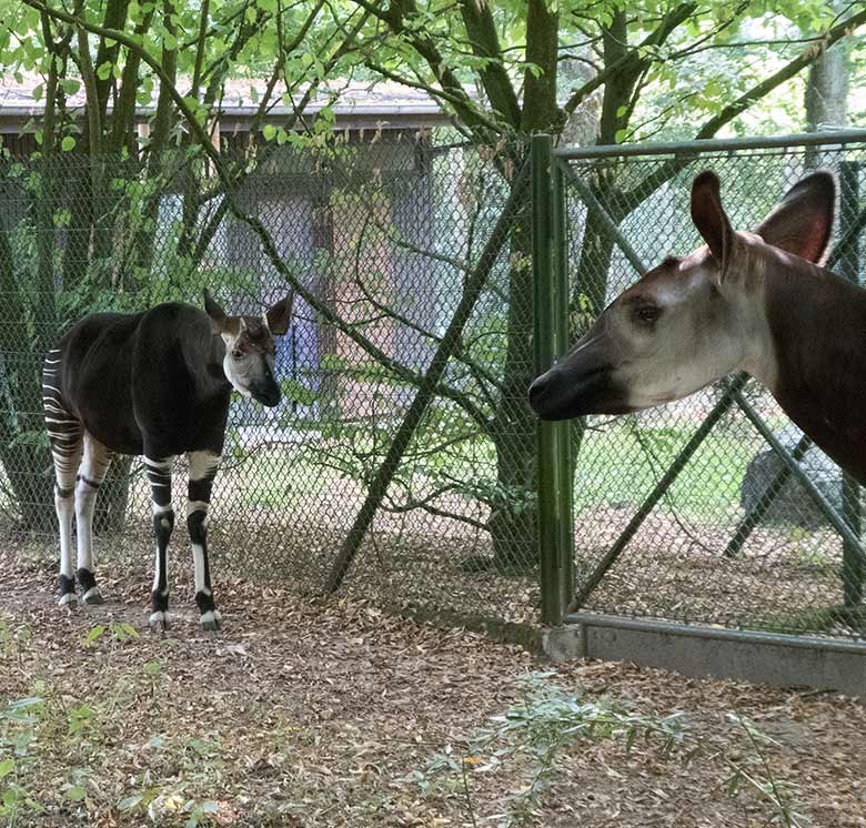 Okapibulle DETO und Okapikuh HAKIMA am 23. August 2018 auf der Außenanlage im Zoo Wuppertal