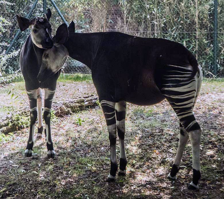 Okapi-Bulle DETO mit Okapi-Kuh HAKIMA am 23. August 2018 auf der Außenanlage im Zoologischen Garten der Stadt Wuppertal