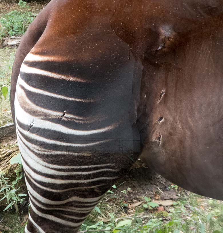 Verheilte Verletzungen am rechten Hinterbein der Okapikuh HAKIMA am 24. August 2018 auf der Außenanlage im Grünen Zoo Wuppertal