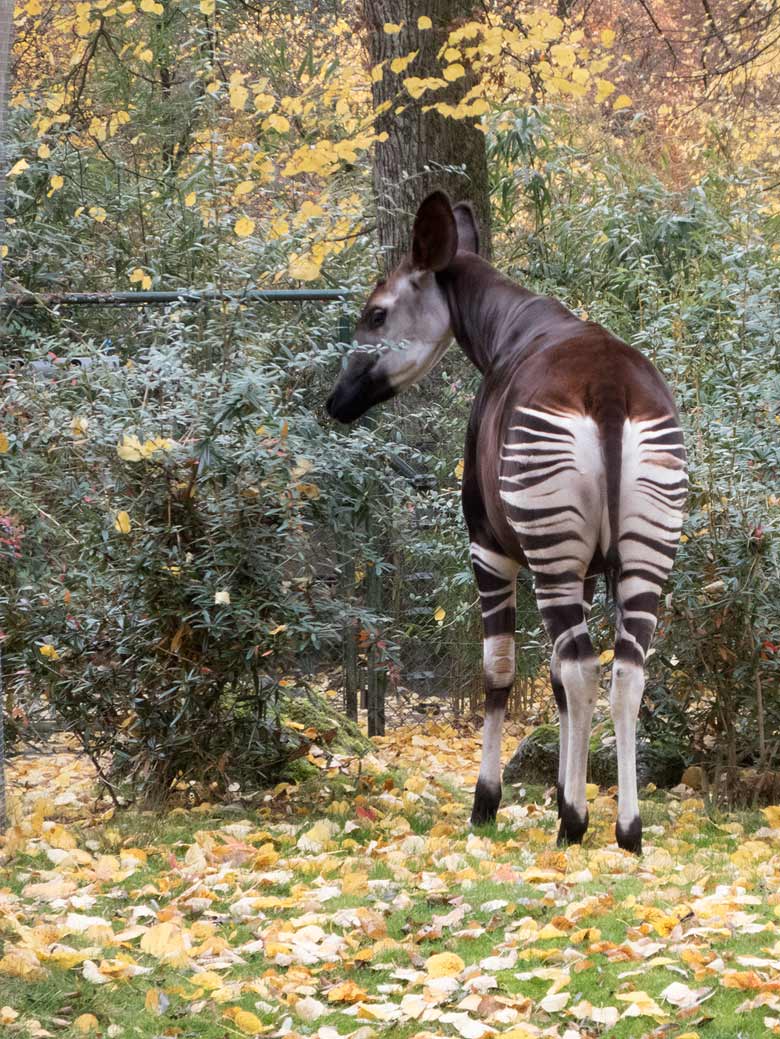 Okapi Weibchen HAKIMA am 1. November 2018 auf der Außenanlage im Grünen Zoo Wuppertal