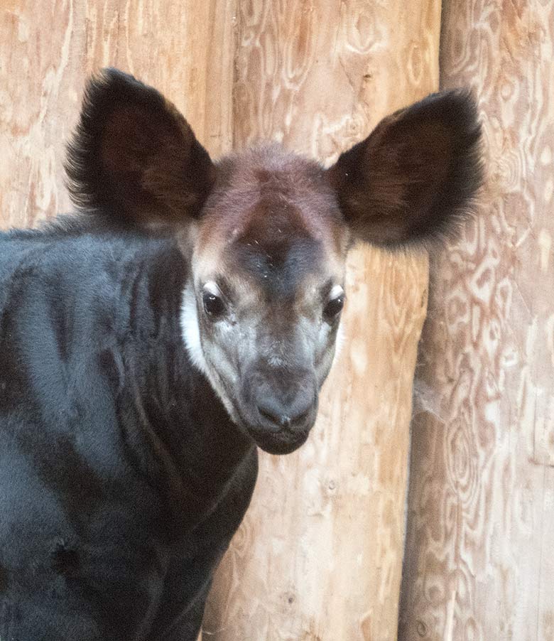 Männliches Okapi-Jungtier THABO am 9. Februar 2019 im Okapi-Haus im Zoologischen Garten Wuppertal