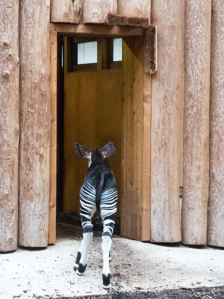 Männliches Okapi-Jungtier THABO am 9. Februar 2019 im Okapi-Haus im Zoologischen Garten der Stadt Wuppertal