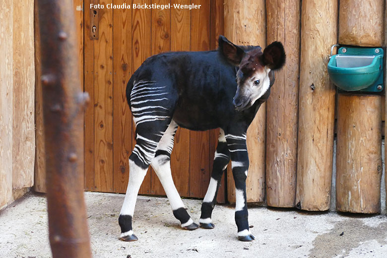 Männliches Okapi-Jungtier THABO am 26. Februar 2019 im Okapi-Haus im Grünen Zoo Wuppertal (Foto Claudia Böckstiegel-Wengler)