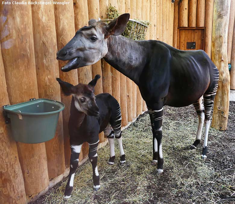 Okapi-Jungtier THABO mit Okapi-Mutter LOMELA am 26. Februar 2019 im Okapi-Haus im Grünen Zoo Wuppertal (Foto Claudia Böckstiegel-Wengler)