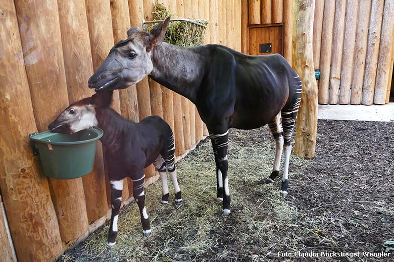 Okapi-Jungtier THABO mit Okapi-Mutter LOMELA am 26. Februar 2019 im Okapi-Haus im Grünen Zoo Wuppertal (Foto Claudia Böckstiegel-Wengler)