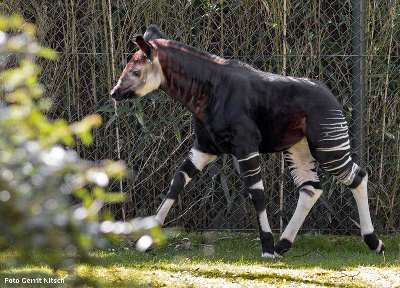 Männliches Okapi-Jungtier THABO am 22. März 2019 auf der Außenanlage am Okapi-Haus im Wuppertaler Zoo (Foto Gerrit Nitsch)