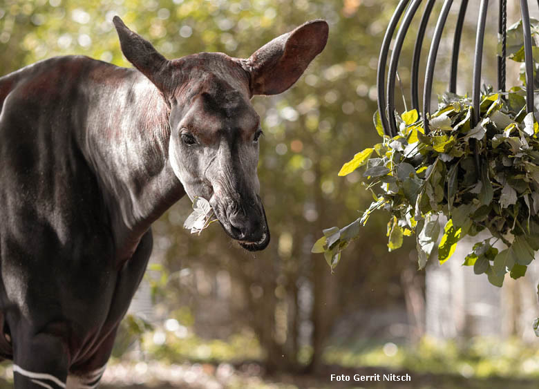 Okapi-Weibchen LOMELA am 22. März 2019 auf der Außenanlage am Okapi-Haus im Zoologischen Garten Wuppertal (Foto Gerrit Nitsch)