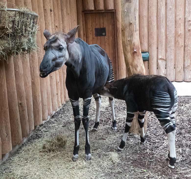 Okapi-Mutter LOMELA mit säugendem Okapi-Jungtier THABO am 6. April 2019 im Okapi-Haus im Zoologischen Garten der Stadt Wuppertal