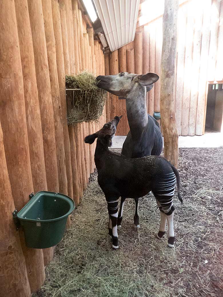 Männliches Okapi-Jungtier THABO mit Okapi-Weibchen LOMELA am 19. April 2019 im Okapi-Haus im Wuppertaler Zoo