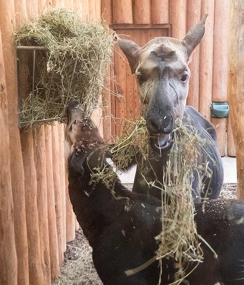 Männliches Okapi-Jungtier THABO mit Okapi-Weibchen LOMELA am 19. April 2019 im Okapi-Haus im Zoo Wuppertal