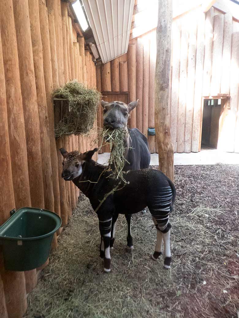 Männliches Okapi-Jungtier THABO mit Okapi-Weibchen LOMELA am 19. April 2019 im Okapi-Haus im Grünen Zoo Wuppertal