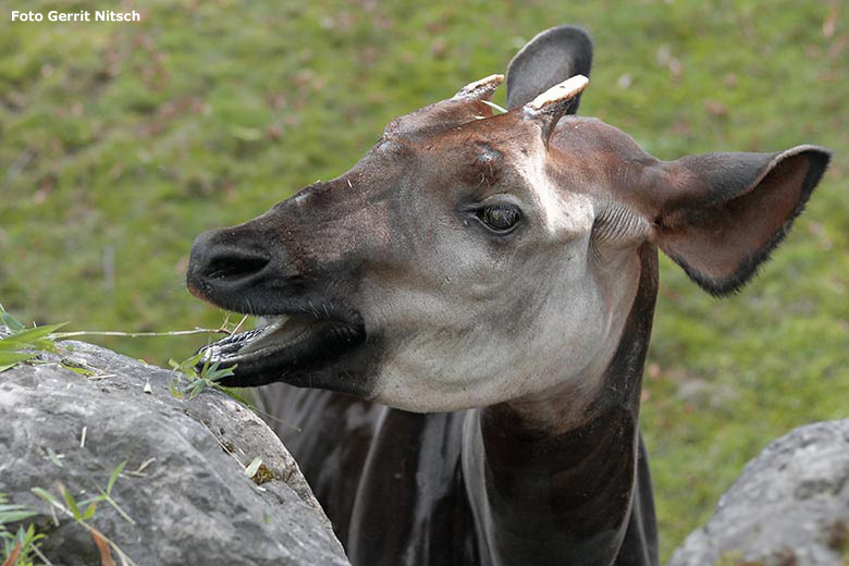 Okapi-Männchen DETO am 10. September 2019 auf der Außenanlage im Zoologischen Garten der Stadt Wuppertal (Foto Gerrit Nitsch)